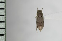 Lepidocnemeplatia sericea