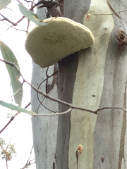 Laetiporus portentosus