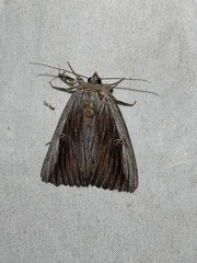 Catocala herodias gerhardi