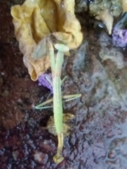 Iris oratoria
