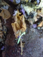 Iris oratoria