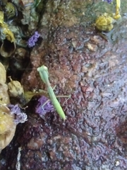 Iris oratoria