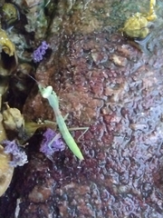 Iris oratoria
