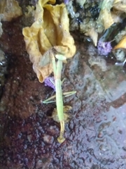 Iris oratoria