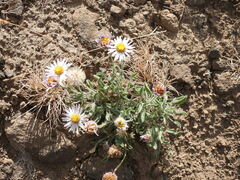 Townsendia florifera