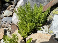Cryptogramma acrostichoides
