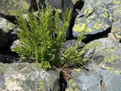 Cryptogramma acrostichoides