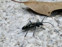 Tanyochraethes clathratus