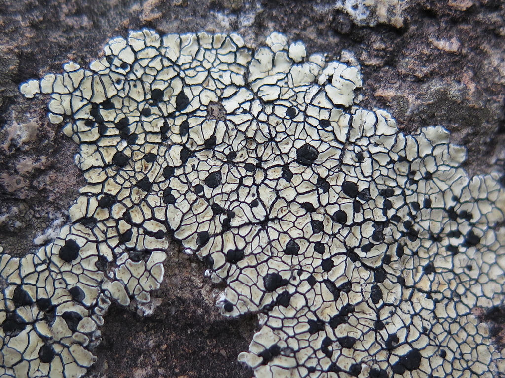 Lecidea pseudaglaea