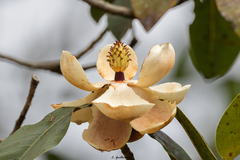 Magnolia tamaulipana