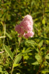 Spiraea × pyramidata