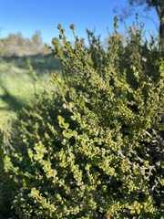 Acacia glandulicarpa