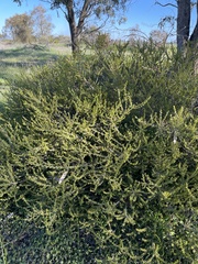 Acacia glandulicarpa