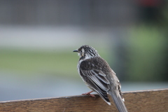 Anthochaera paradoxa paradoxa