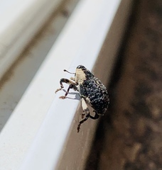 Peltophorus