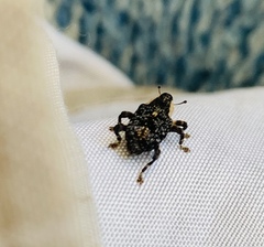 Peltophorus