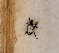 Peltophorus