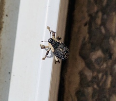 Peltophorus