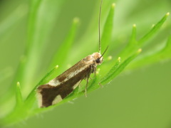Greya variabilis