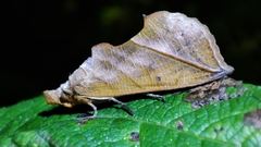 Calyptra lata