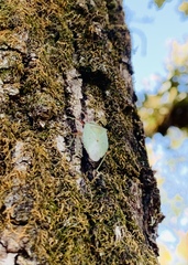 Chlorocoris distinctus