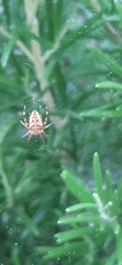 Araneus diadematus