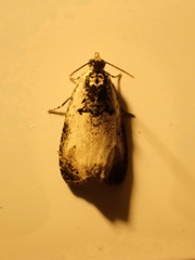 Olethreutes malana