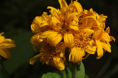 Ligularia calthifolia