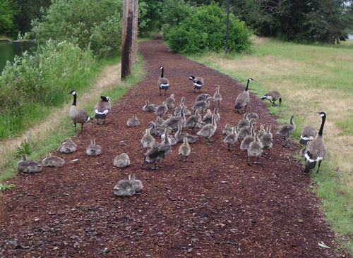 Canada Goose photographed in Oregon