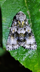 Craniophora pacifica