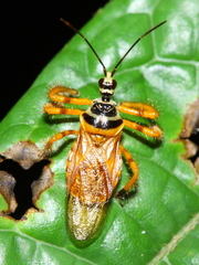 Agriocoris flavipes