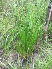 Xyris laxifolia iridifolia