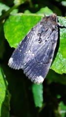 Amphipyra schrenckii