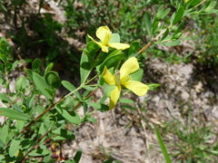 Xerophloea viridis