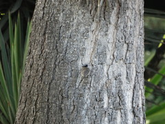 Psaltriparus minimus