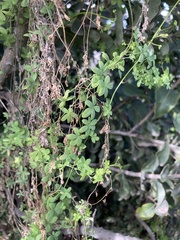 Tropaeolum