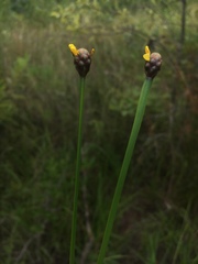 Xyris laxifolia iridifolia