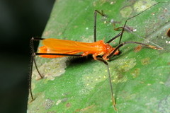 Saica