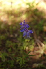Delphinium depauperatum