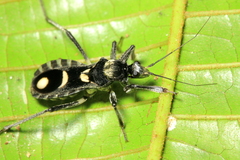 Rasahus arcuiger