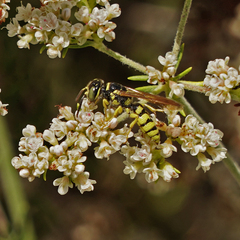 Philanthus gibbosus