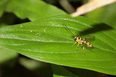 Xanthopimpla rhopaloceros