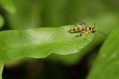 Xanthopimpla rhopaloceros