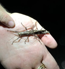 Anisomorpha ferruginea