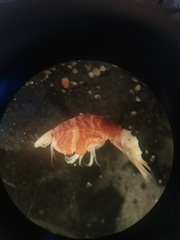 Thorlaksonius grandirostris
