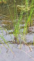 Juncus militaris