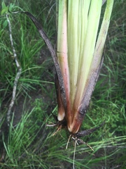 Xyris laxifolia iridifolia