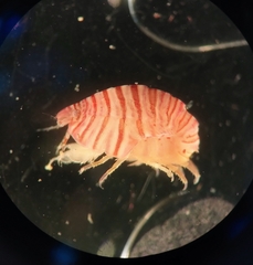 Thorlaksonius borealis