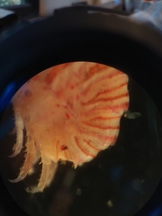 Thorlaksonius borealis