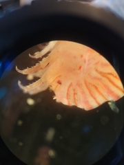 Thorlaksonius borealis
